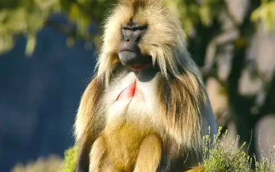 6-Day Ras Dejen, Simien Mountains Expedition