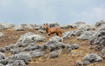 8-Day Ethiopia Tour to Bale Mountains Wildlife & Harar Walled City