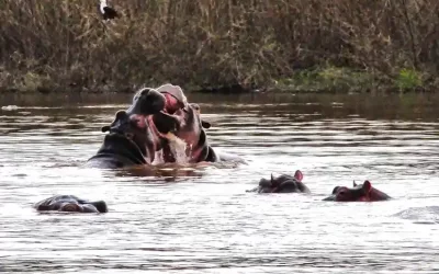 Tana Qirqos & Kibran Gabriel Monastery Tour with Hippopotamus sightseeing